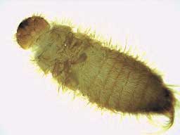 khapra beetle