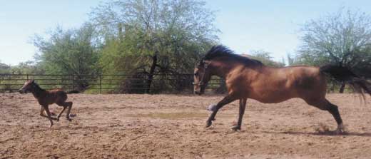 tierra madre horse sanctuary