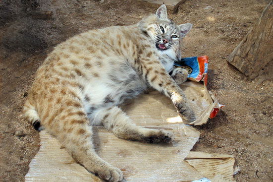 bubba the bobcat