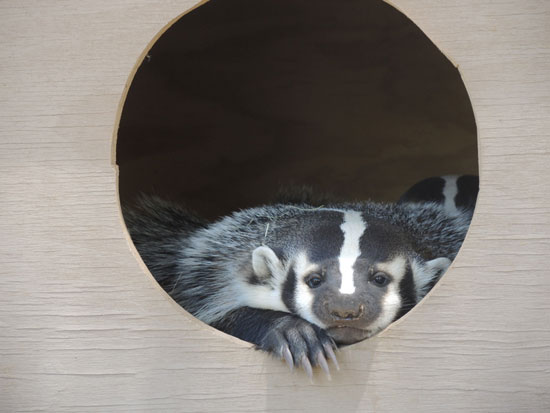 badger enclosure