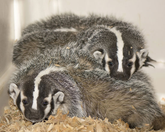 badger kits