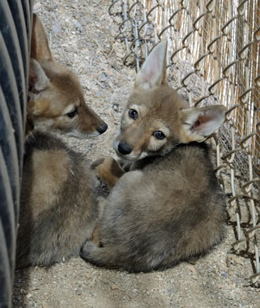 coyote pups