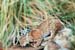 Bill Marquette Bobcat 2