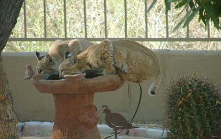 Backyard bobcats by #6B9FE9