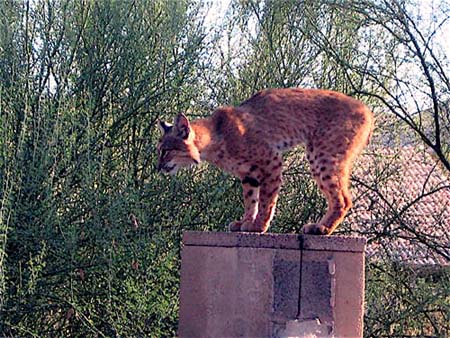 Bobcat ready to poun#6B9FF2