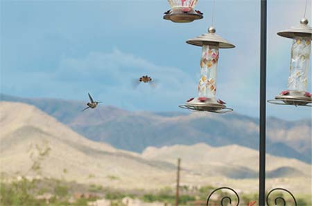 Carefree birds by Li#6B96EC