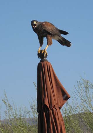 Harris Hawk by Richa#6B9ABF