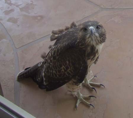 Harris Hawk up close#6B9FF5