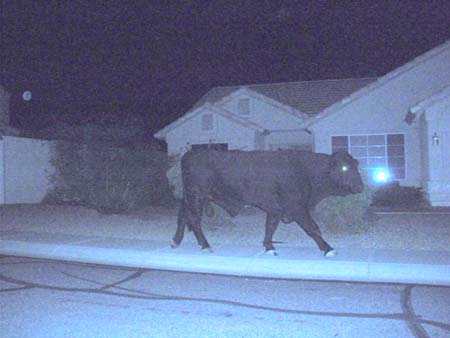 Lost Bull by Daniell#6B9ABC