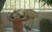 Backyard bobcats by #6B9FE9