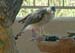 Gray Hawk, a winter #6B9FEC