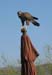Harris Hawk by Richa#6B9ABF