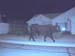 Lost Bull by Daniell#6B9ABC