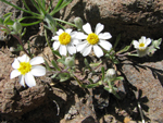 easter bonnet wildflower