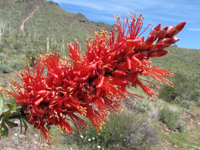 ocotillo blossom