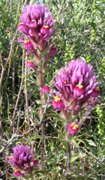 owl clover