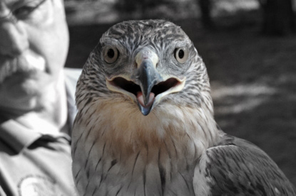 ferruginous hawk