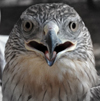 hawk