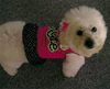 SMALL DOG FOR ADOPTION
