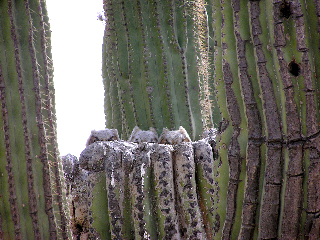 great horned owl nest