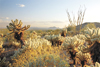 desert photo