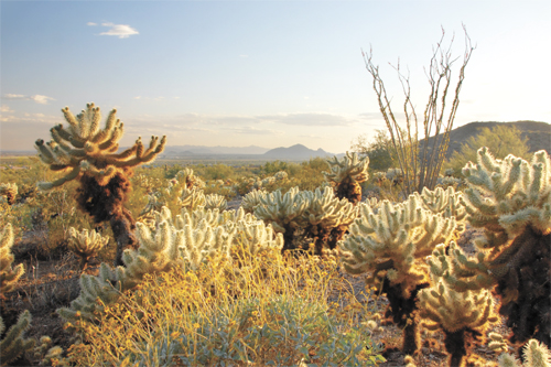 desert photo by mark gottlieb