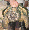 alligator snapping turtle