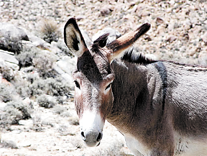 burro