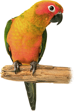 love bird