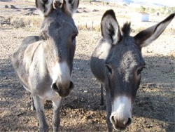 donkeys