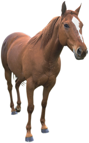 horse