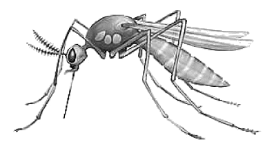 mosquito