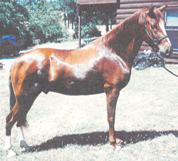 equine