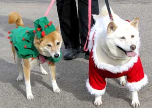 dogs in costumes