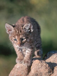 baby bobcat