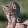 baby bobcat