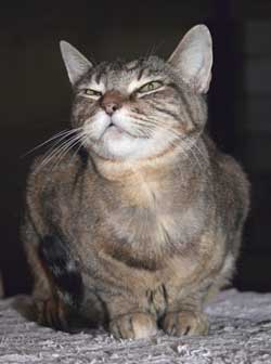 PET OF THE WEEK COOKIE