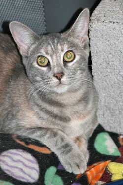 Aurora pet of the week