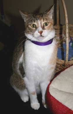 figaro