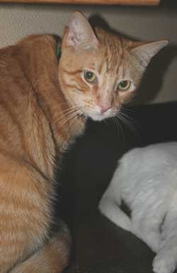 pet of the week - reese
