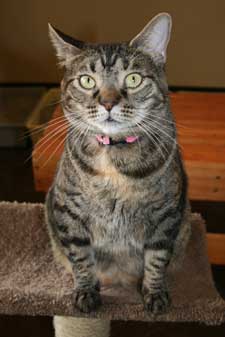 pet of the week Artika