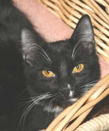 pet of the week simba
