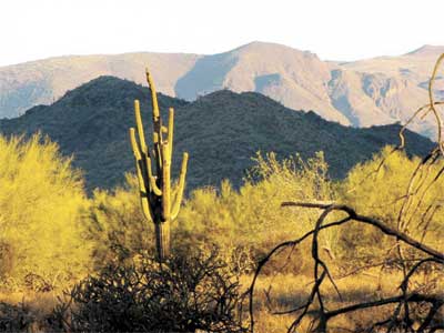 sonoran desrt