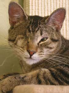 pet of the week parker
