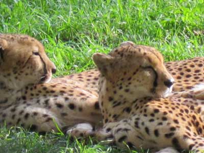 cheetahs