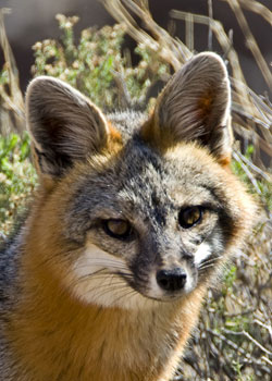 grey fox