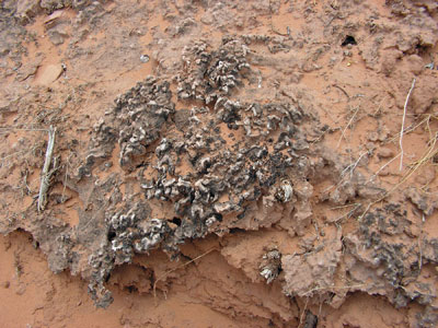cryptobiotic soil