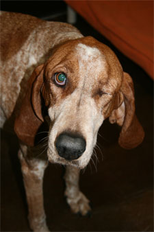 pet for adoption