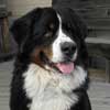 brisco