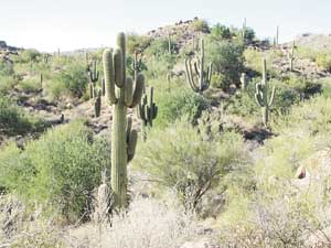 jojoba trail